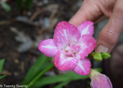 Eliminating Fear and Frustration – Part 1 – Free Neville Goddard flower_victoria