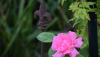 I Found My Life Purpose – Neville Goddard Success Story garden_lovely_1